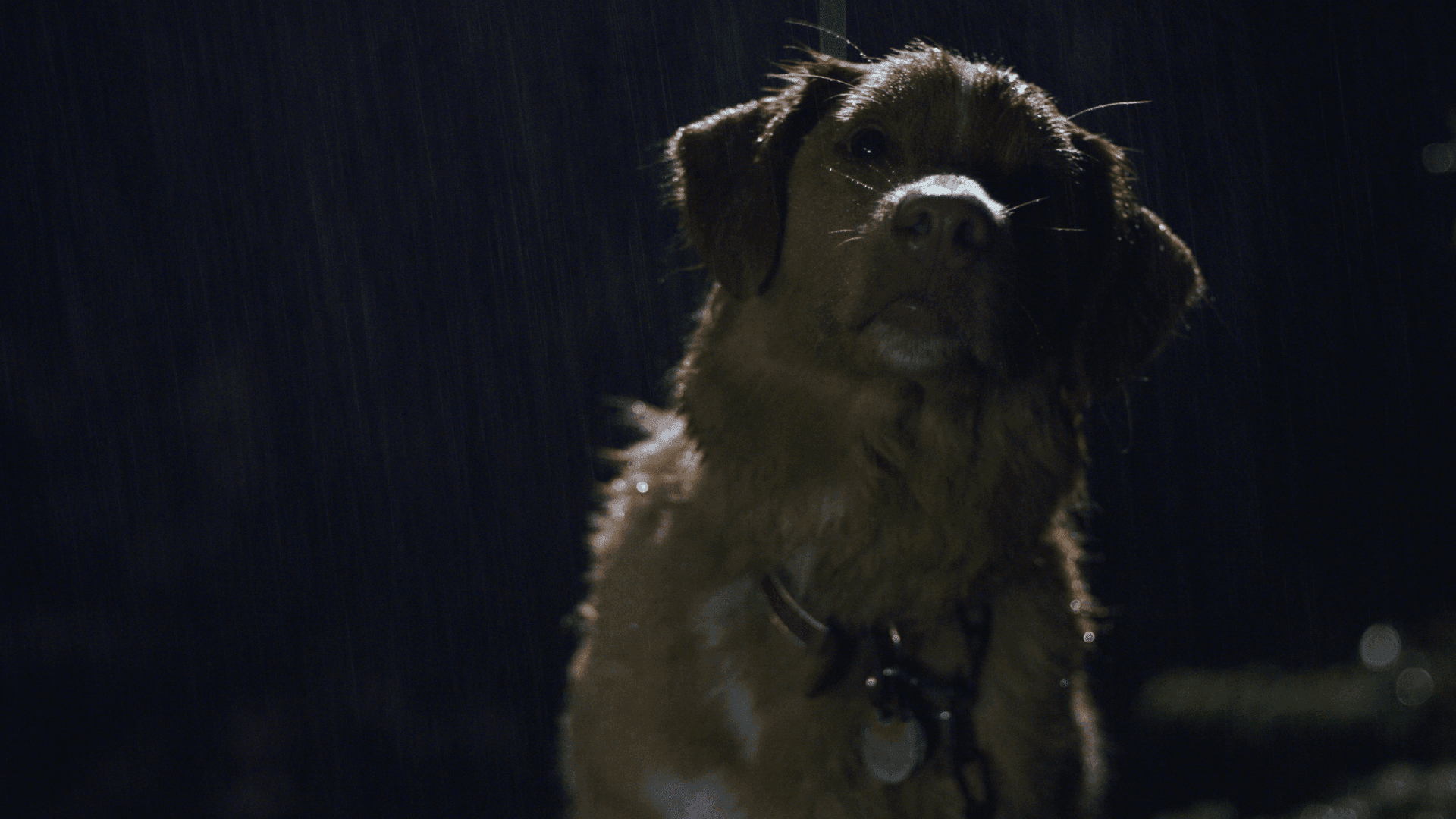 Good Boy: Η horror έκπληξη της χρονιάς έχει πρωταγωνιστή έναν αξιαγάπητο σκύλο - εικόνα 2