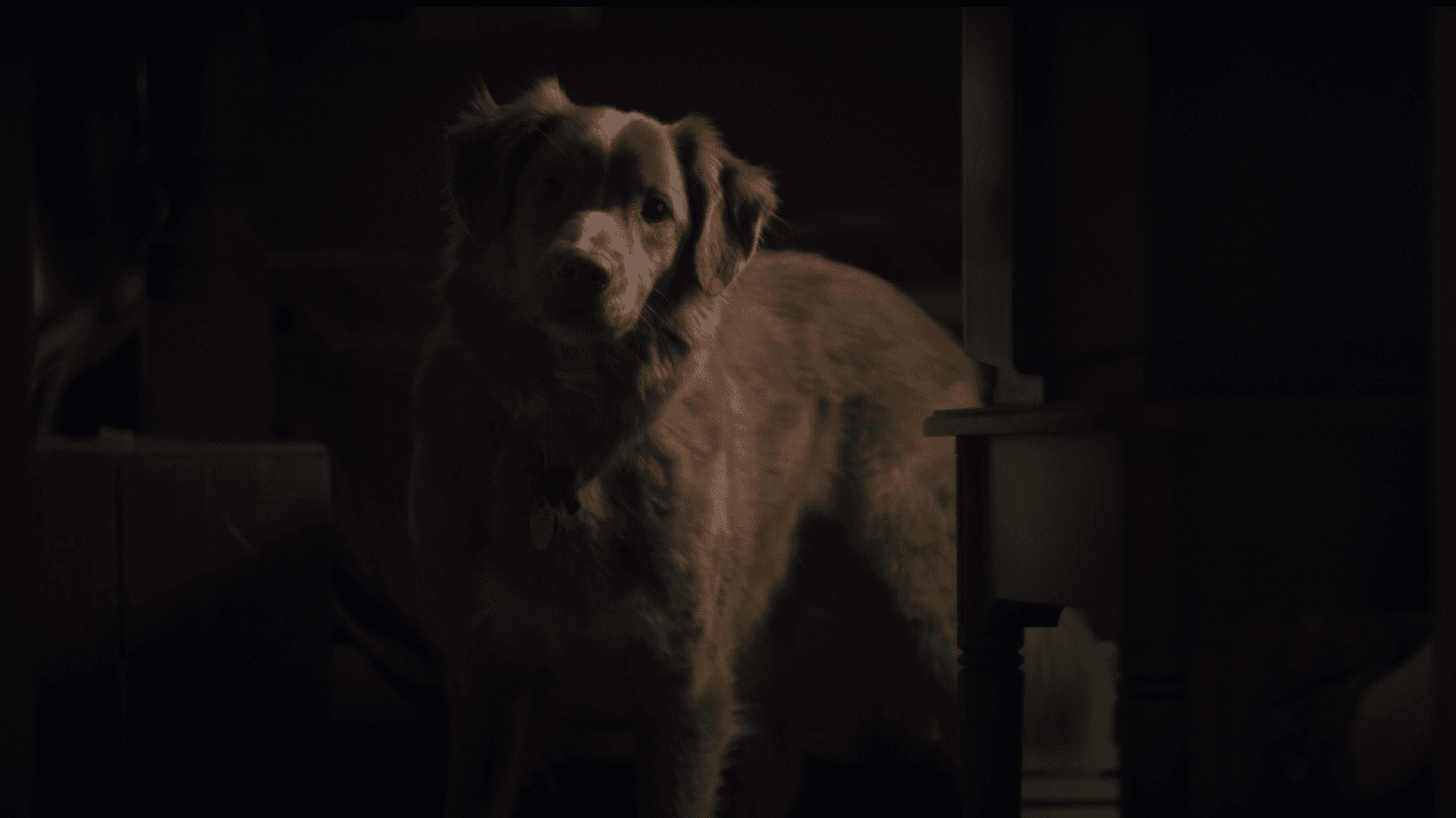 GOOD BOY 4-min.png