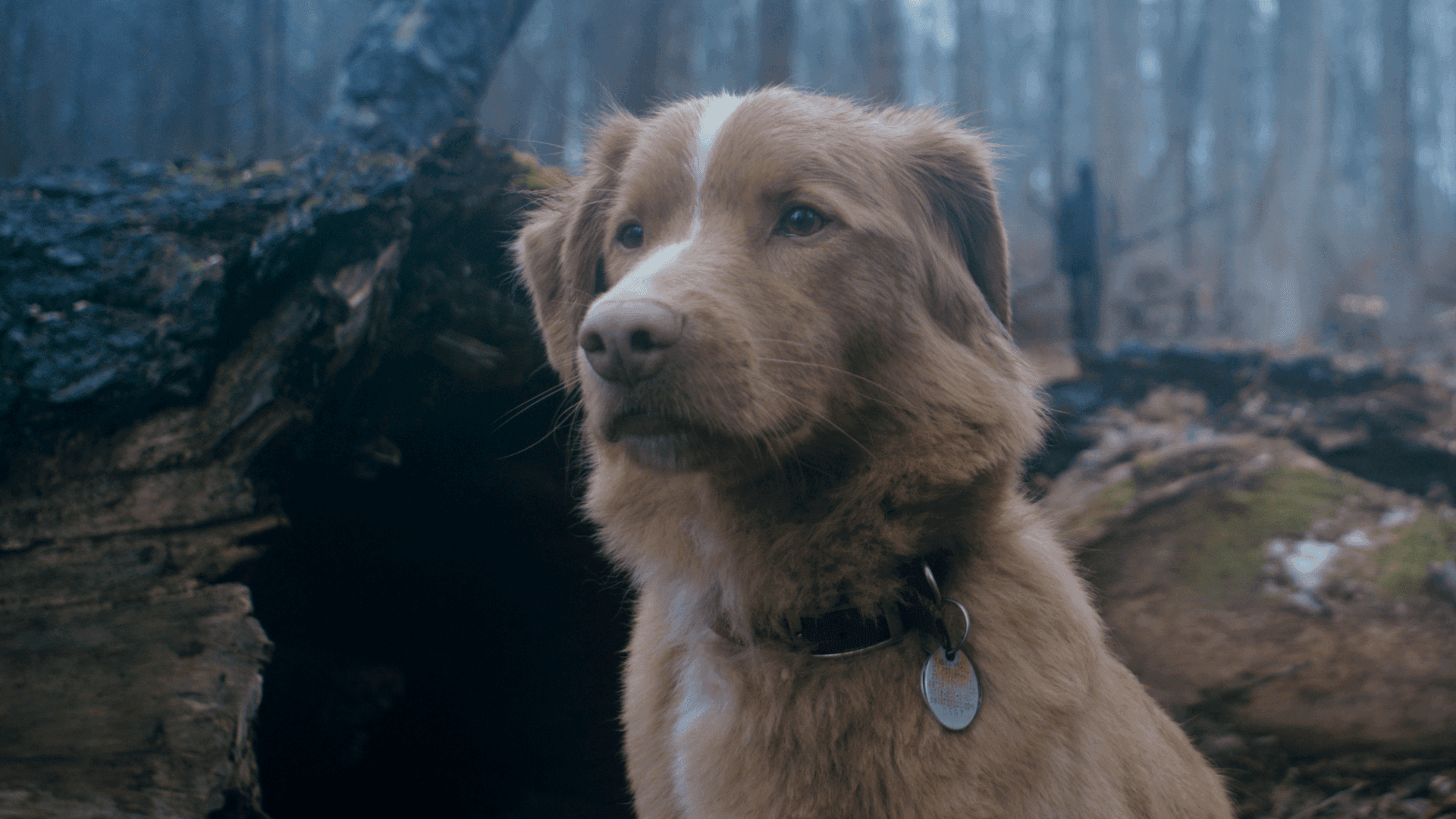 Good Boy